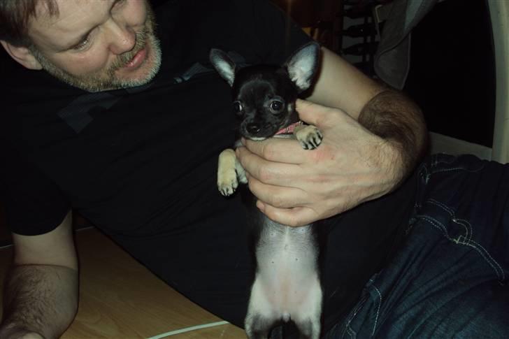 Chihuahua Annabell billede 4