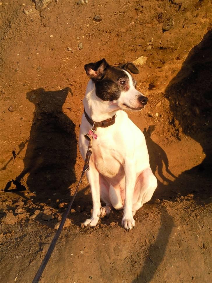 Dansk svensk gaardhund Zita billede 2