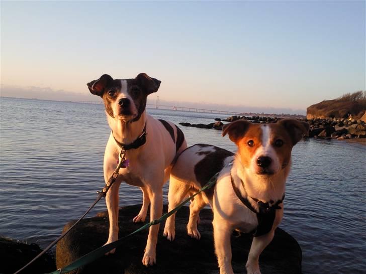 Dansk svensk gaardhund Zita billede 3