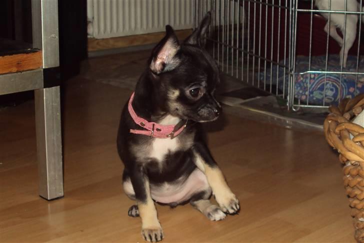 Chihuahua Annabell billede 5
