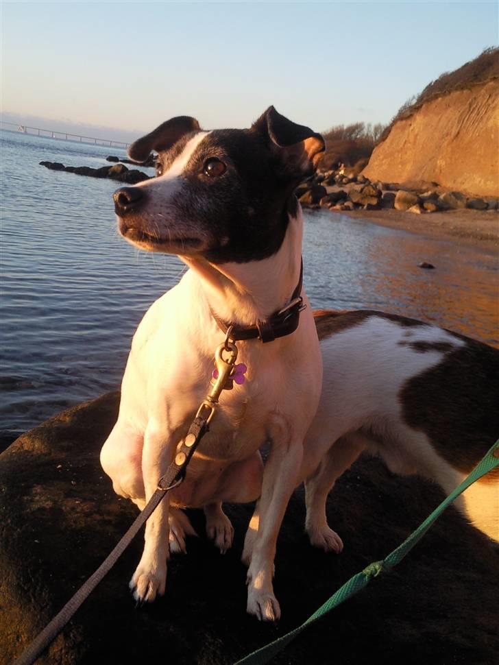 Dansk svensk gaardhund Zita billede 4