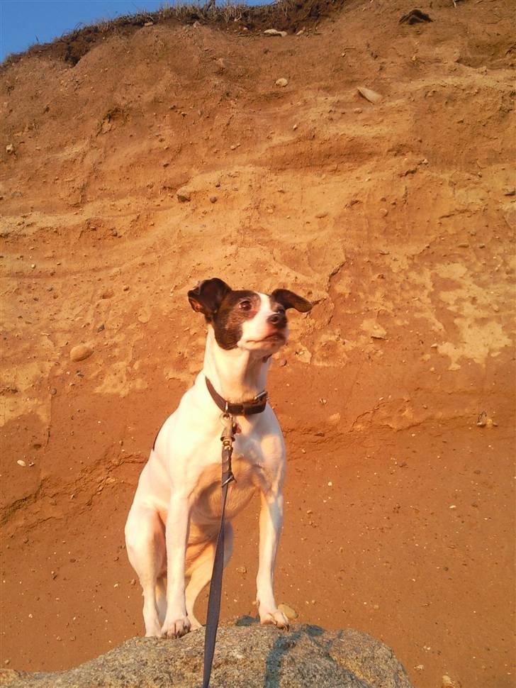 Dansk svensk gaardhund Zita billede 5