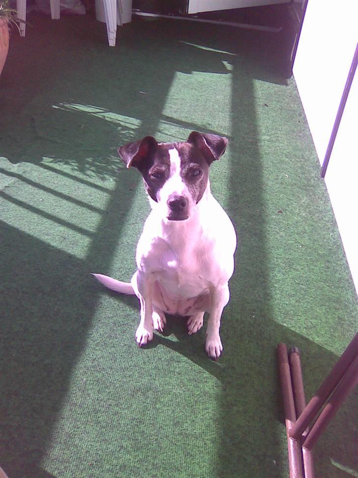 Dansk svensk gaardhund Zita billede 6