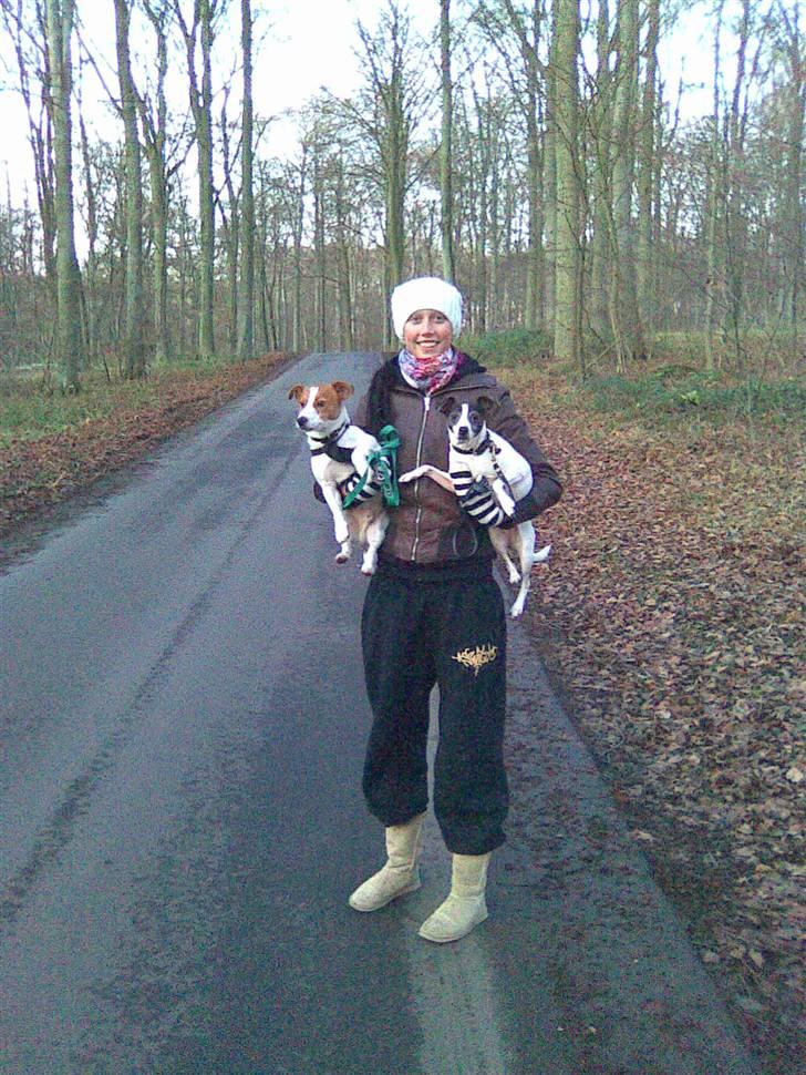 Dansk svensk gaardhund Zita billede 7