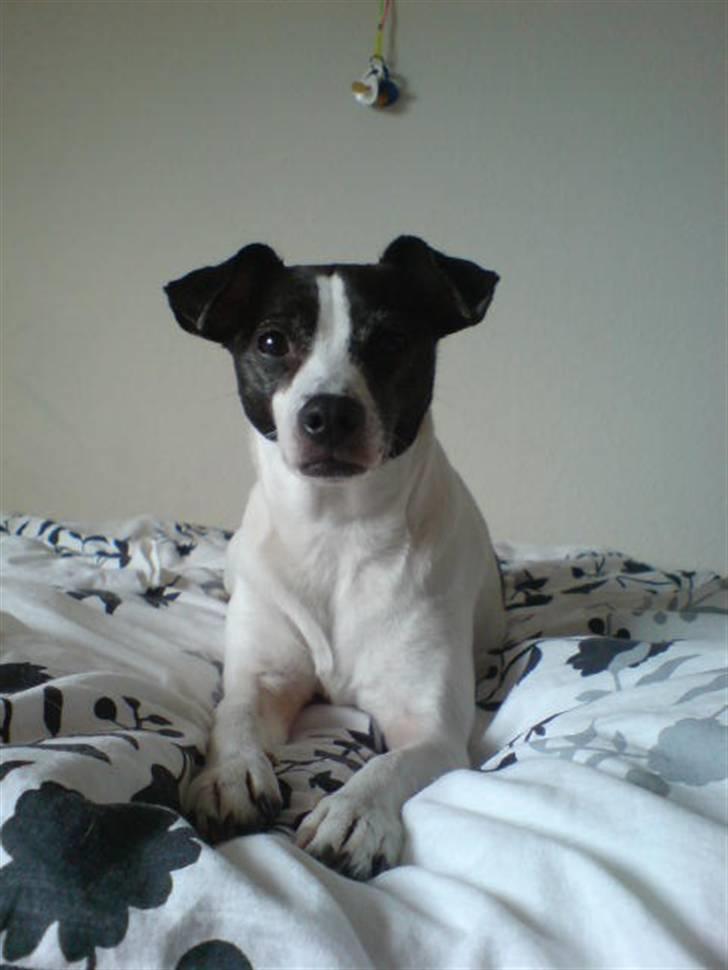 Dansk svensk gaardhund Zita billede 8