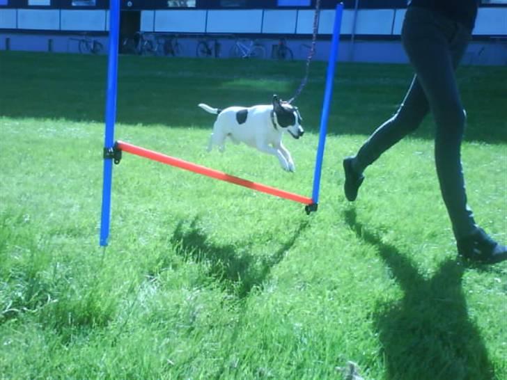 Dansk svensk gaardhund Zita billede 9