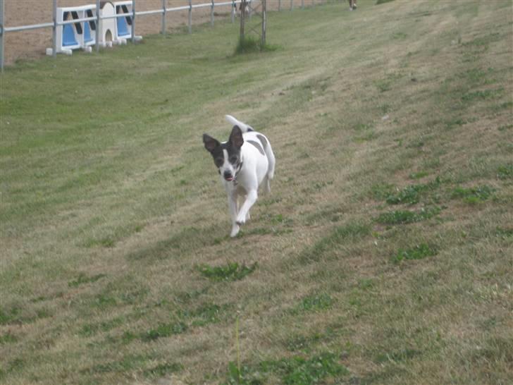 Dansk svensk gaardhund Zita billede 10