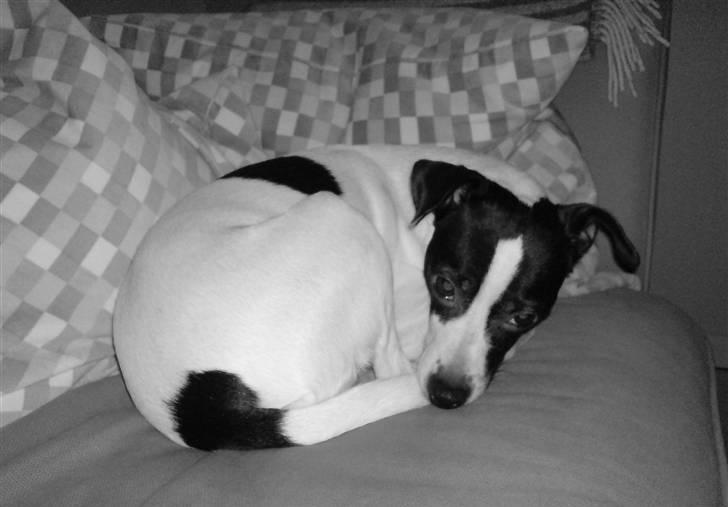 Dansk svensk gaardhund Zita billede 11