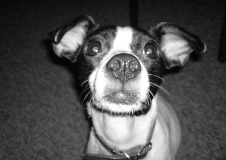 Dansk svensk gaardhund Zita billede 12