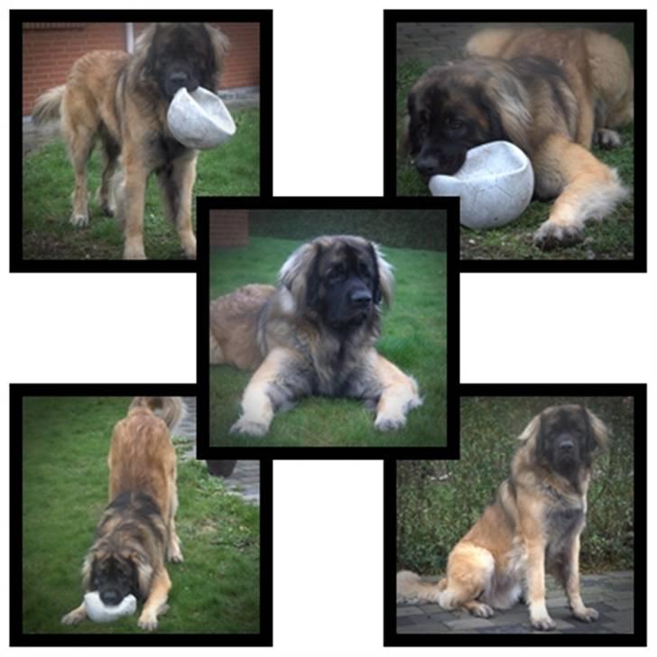 Leonberger Hercules billede 20