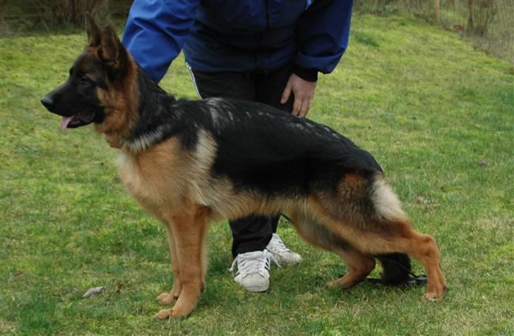 Schæferhund Hekami Romulus (Roma) - Roma i stand 6mdr billede 1