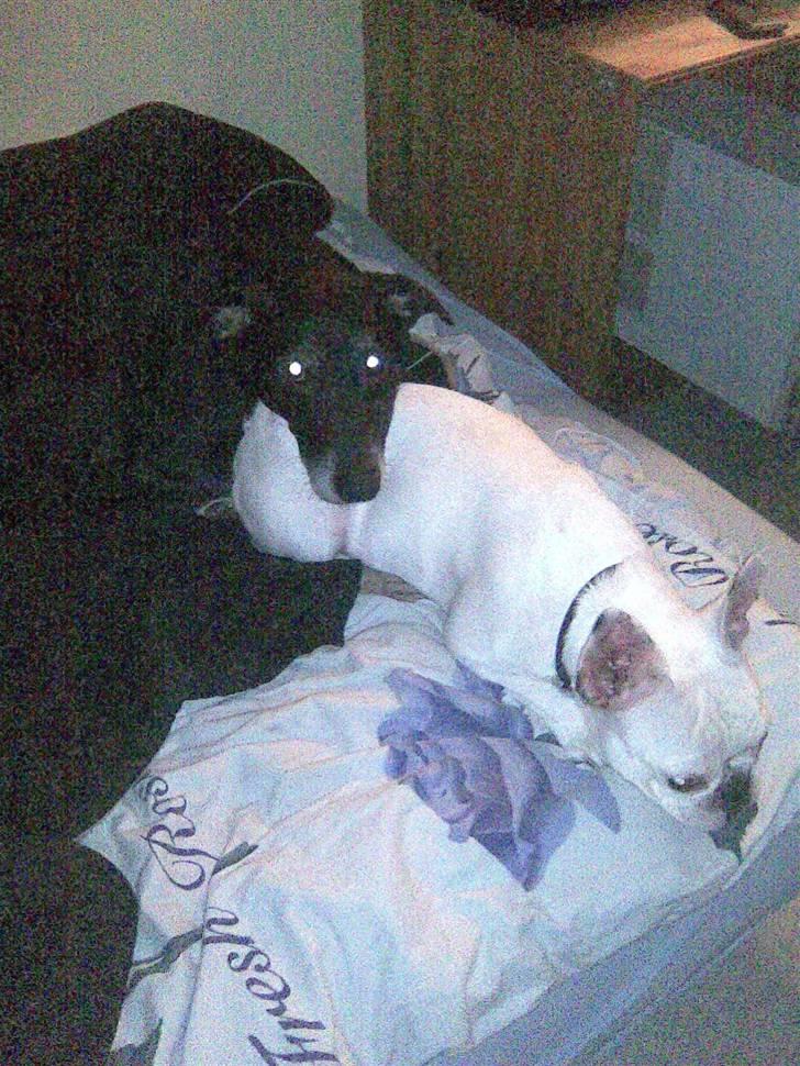 Fransk bulldog Zulo - Ren råhygge i den kølige tid:) billede 19