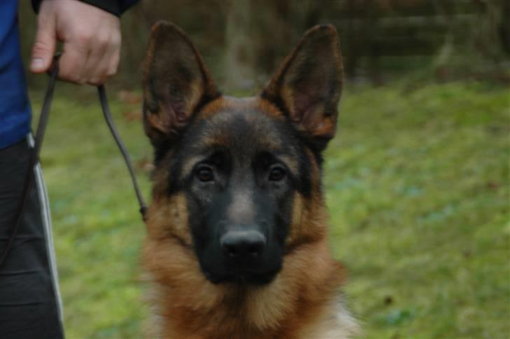 Schæferhund Hekami Romulus (Roma) billede 2