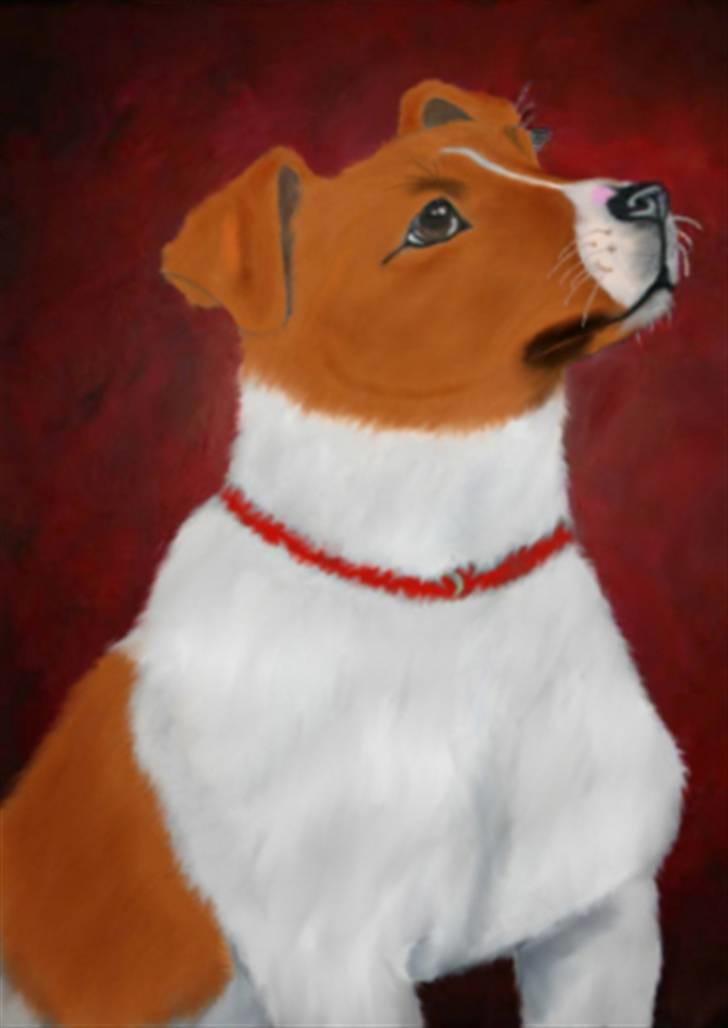 Jack russell terrier Kidogo - en lille tegning jeg har lavet af Kidogo, han blev lidt for bred. billede 1