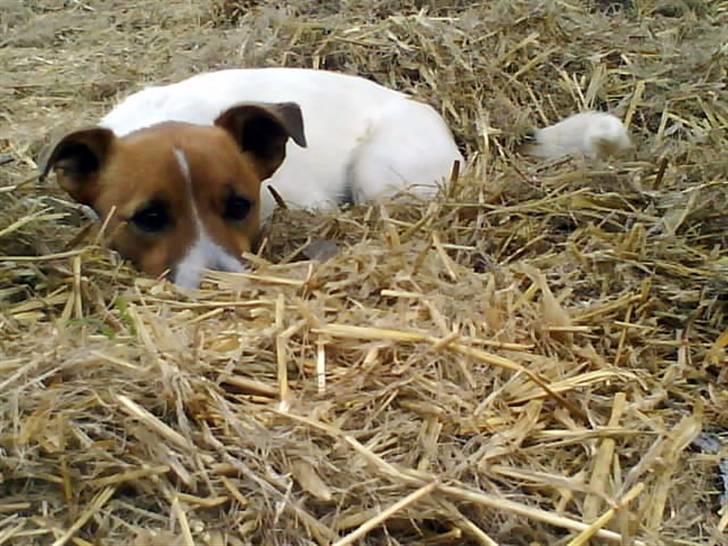 Jack russell terrier Kidogo billede 2