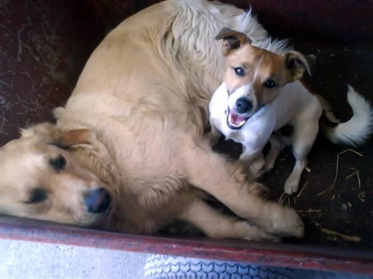 Jack russell terrier Kidogo billede 3