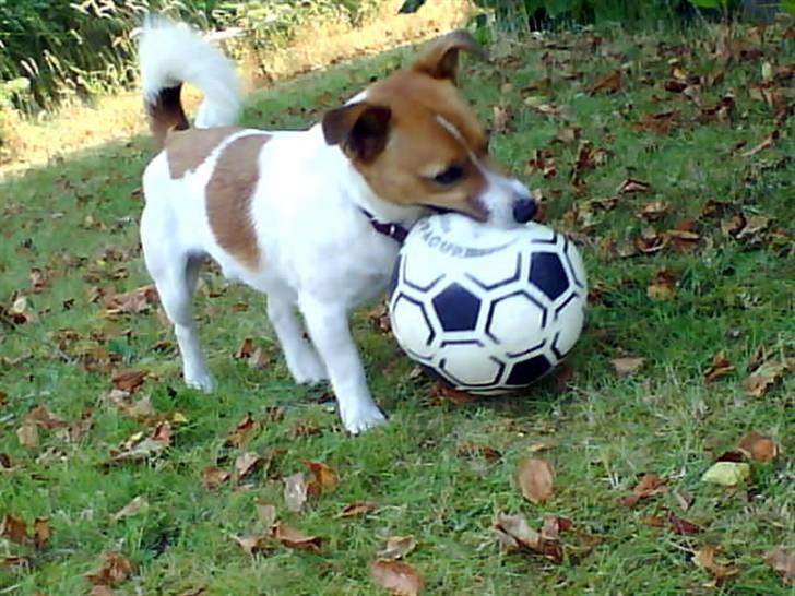 Jack russell terrier Kidogo billede 4