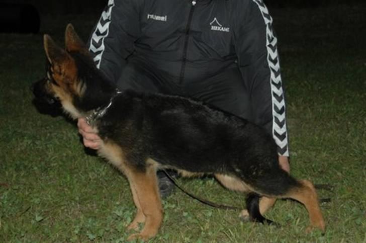 Schæferhund Hekami Romulus (Roma) billede 3