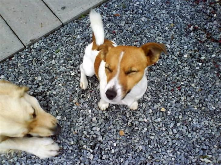 Jack russell terrier Kidogo billede 5
