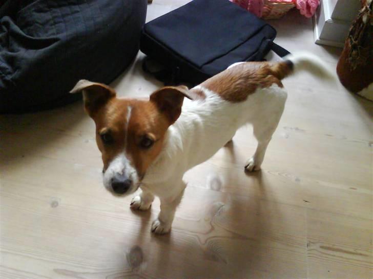 Jack russell terrier Kidogo billede 6