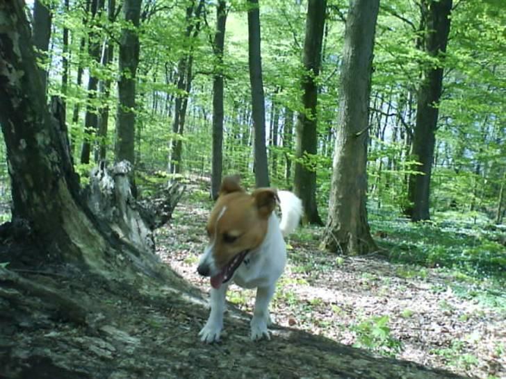 Jack russell terrier Kidogo billede 7