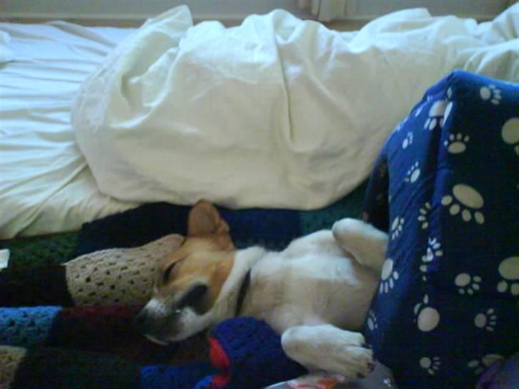Jack russell terrier Kidogo billede 8