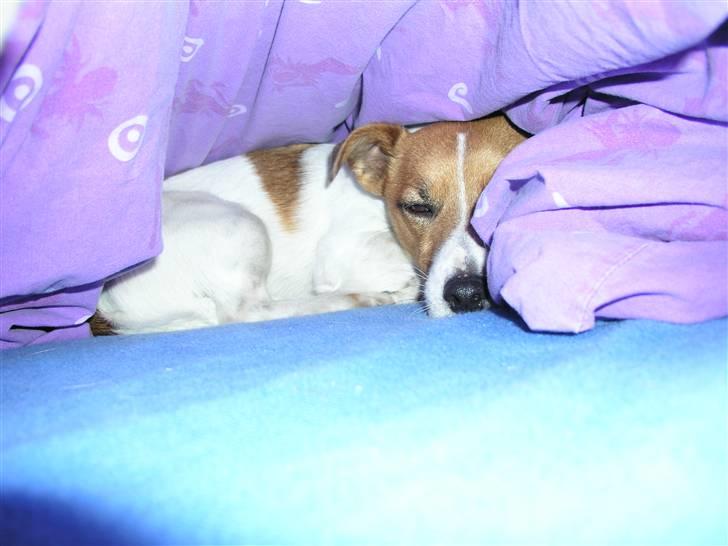 Jack russell terrier Kidogo billede 11
