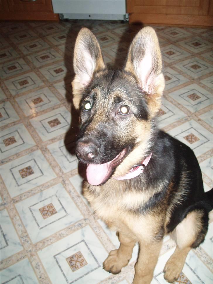 Schæferhund Thea - December ´09 billede 9