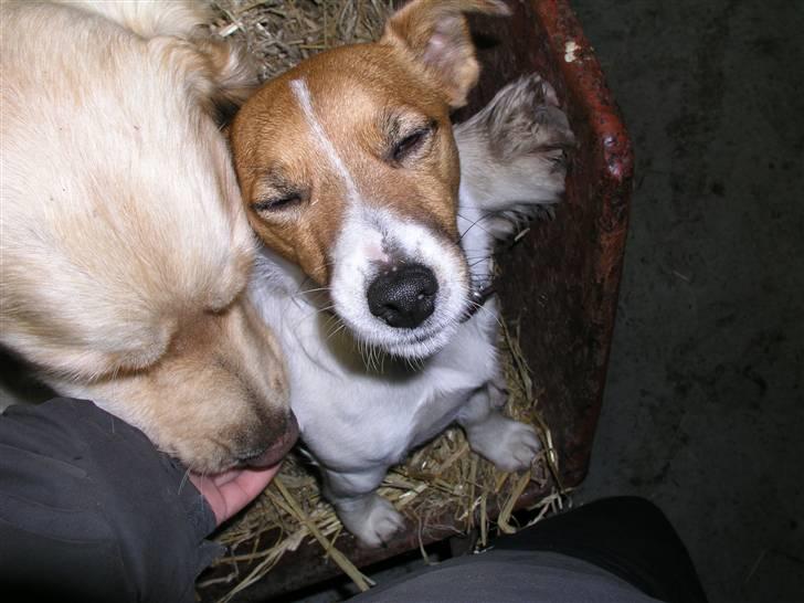 Jack russell terrier Kidogo billede 12