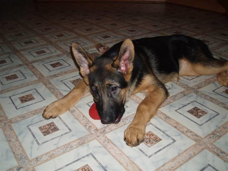 Schæferhund Thea - December ´09 billede 10