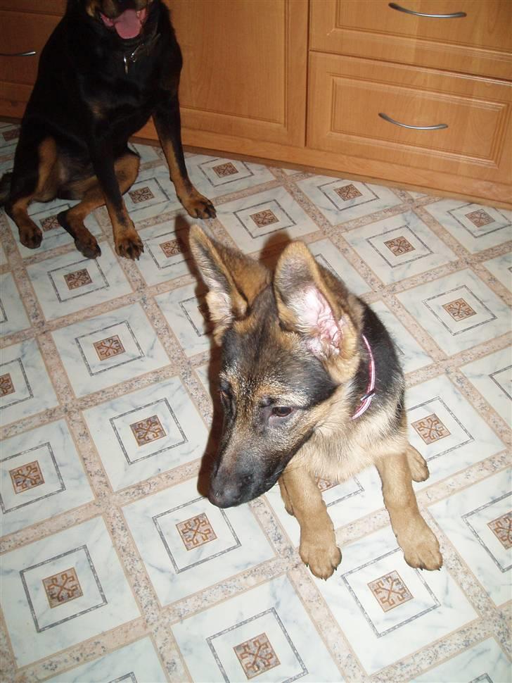 Schæferhund Thea - December ´09 billede 11