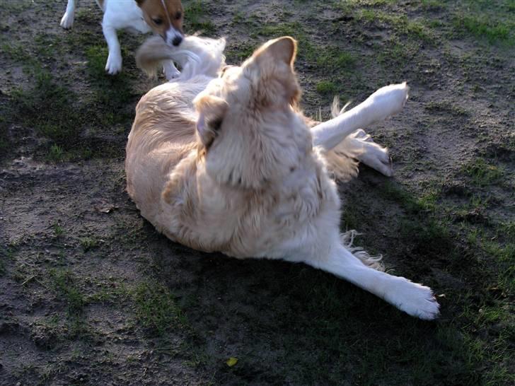 Jack russell terrier Kidogo - Bider Line i halen billede 14