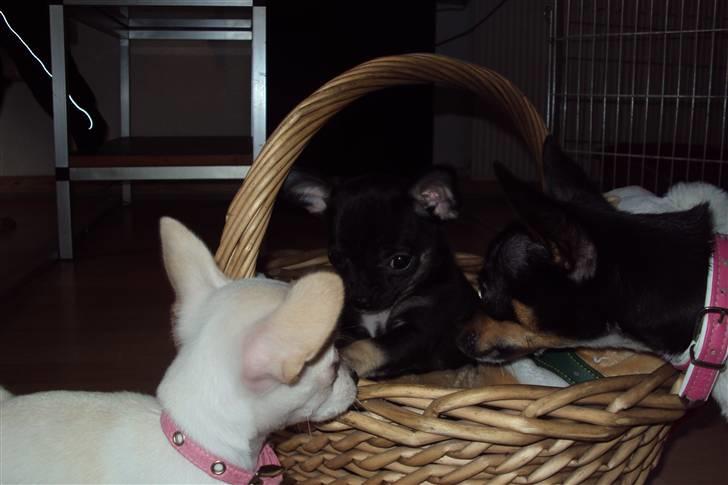 Chihuahua Annabell billede 6