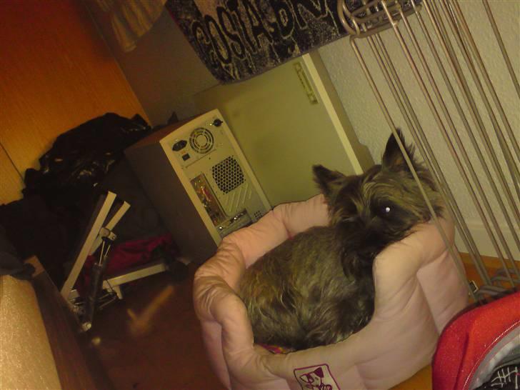 Cairn terrier .•:*¨¨*:•.Olli.•:*¨¨*:• billede 7