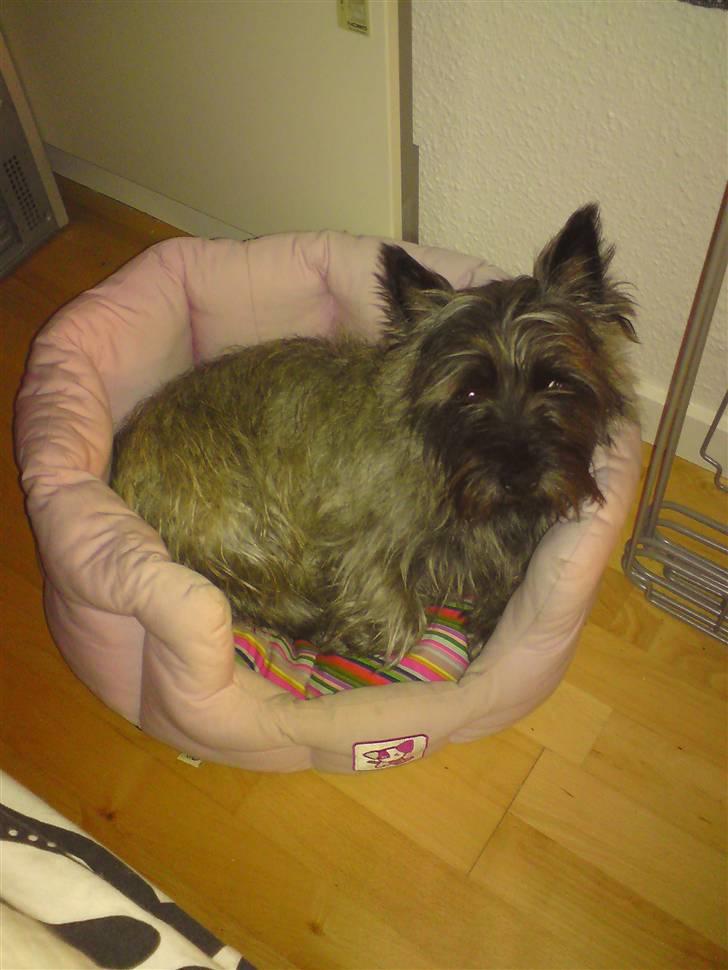 Cairn terrier .•:*¨¨*:•.Olli.•:*¨¨*:• billede 8