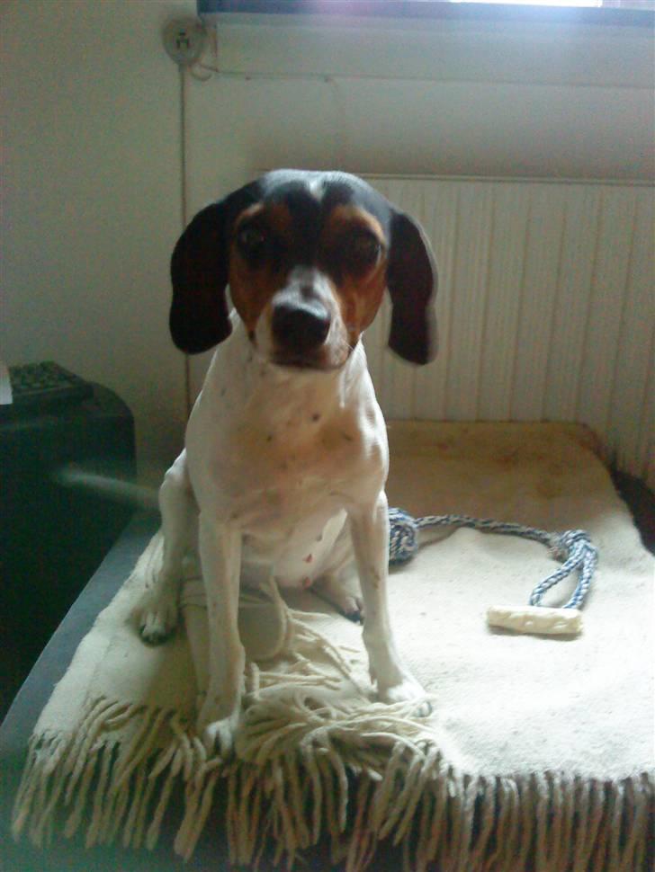 Dansk svensk gaardhund Mille - Så er det gået 5 uger siden Mille blev parret og maven er tydeligt vokset. Hun skræver noget med bagbenene når hun sidder ned nu billede 17