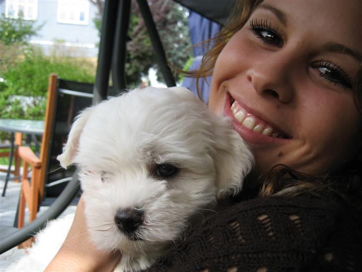 Malteser Meda billede 1