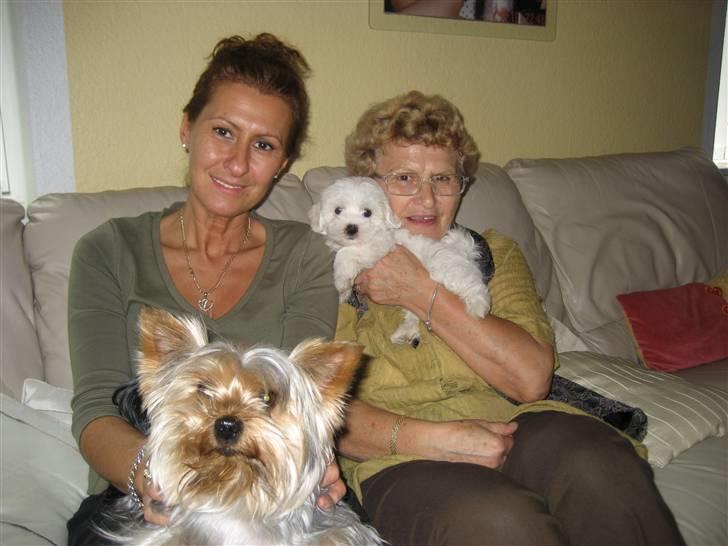 Malteser Meda - Meda sammen med min mor, mormor og vores gamle hund Romeo, som gik bort.. Han ses på billedet, sammen med dem.. Dejlig Yorker <3 Savner ham så meget! billede 4