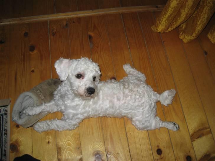 Malteser Meda billede 6