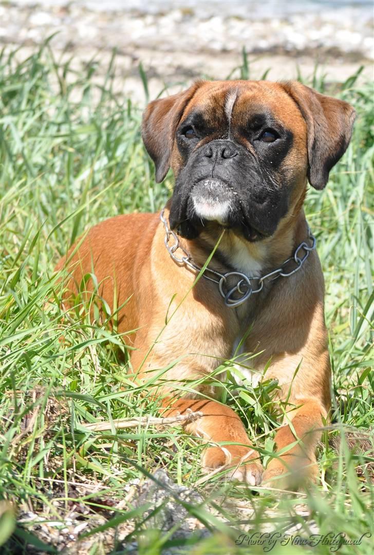 Boxer Hearts of Hope´s (Ronja) billede 10