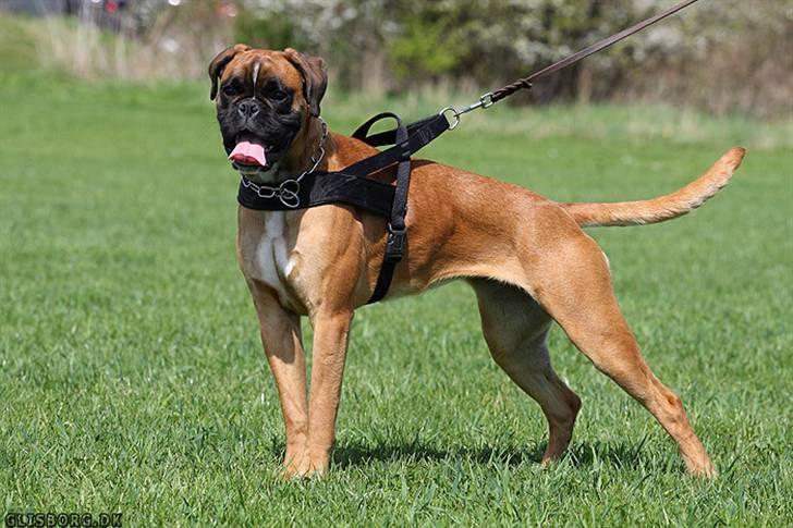 Boxer Hearts of Hope´s (Ronja) billede 11