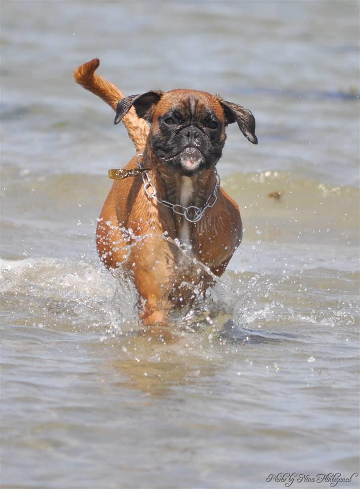 Boxer Hearts of Hope´s (Ronja) billede 12