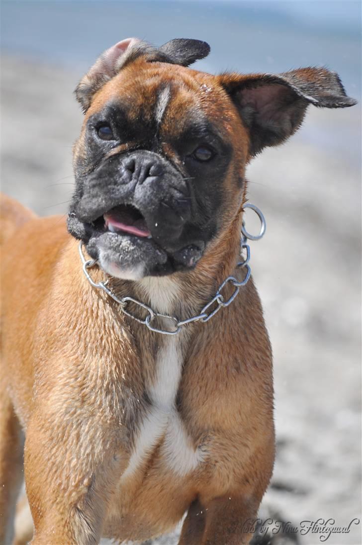 Boxer Hearts of Hope´s (Ronja) billede 13