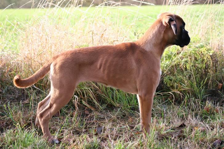 Boxer Hearts of Hope´s (Ronja) - 19 uger  billede 14