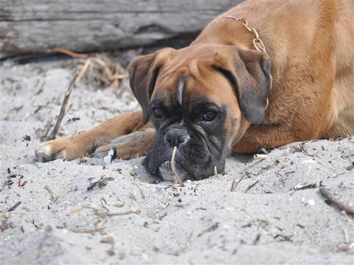 Boxer Hearts of Hope´s (Ronja) billede 15