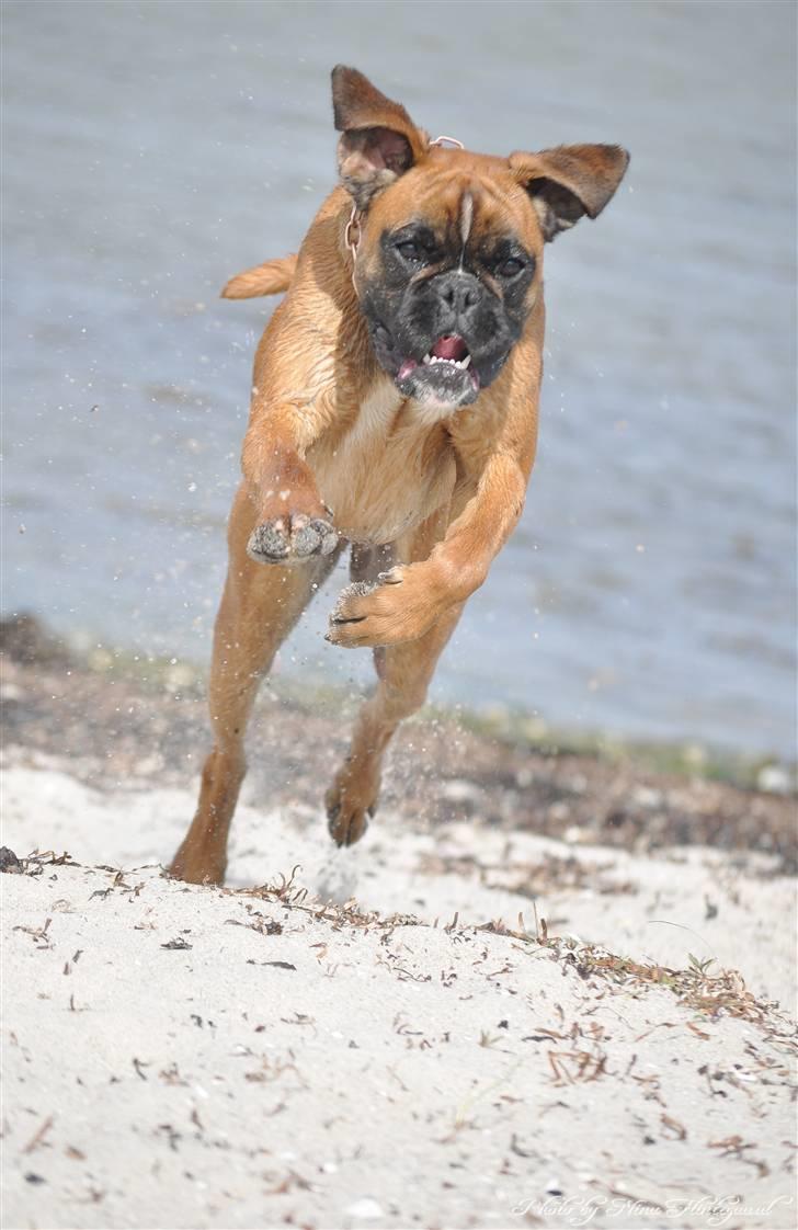 Boxer Hearts of Hope´s (Ronja) billede 16