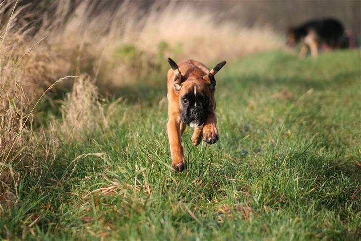 Boxer Hearts of Hope´s (Ronja) - 19 uger billede 17