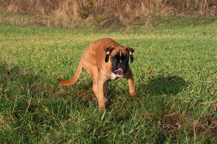 Boxer Hearts of Hope´s (Ronja) - 19 uger billede 18