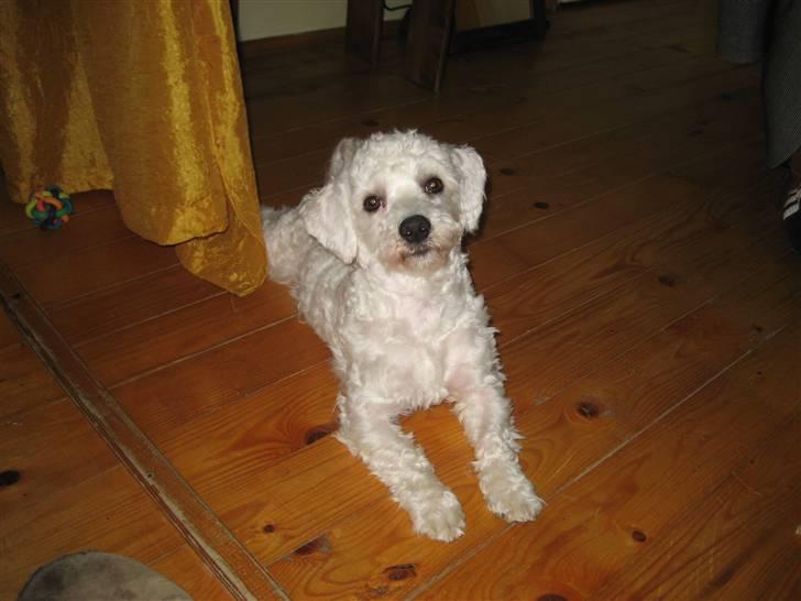 Malteser Meda billede 7