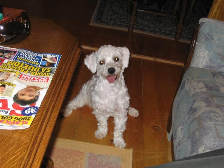 Malteser Meda billede 8